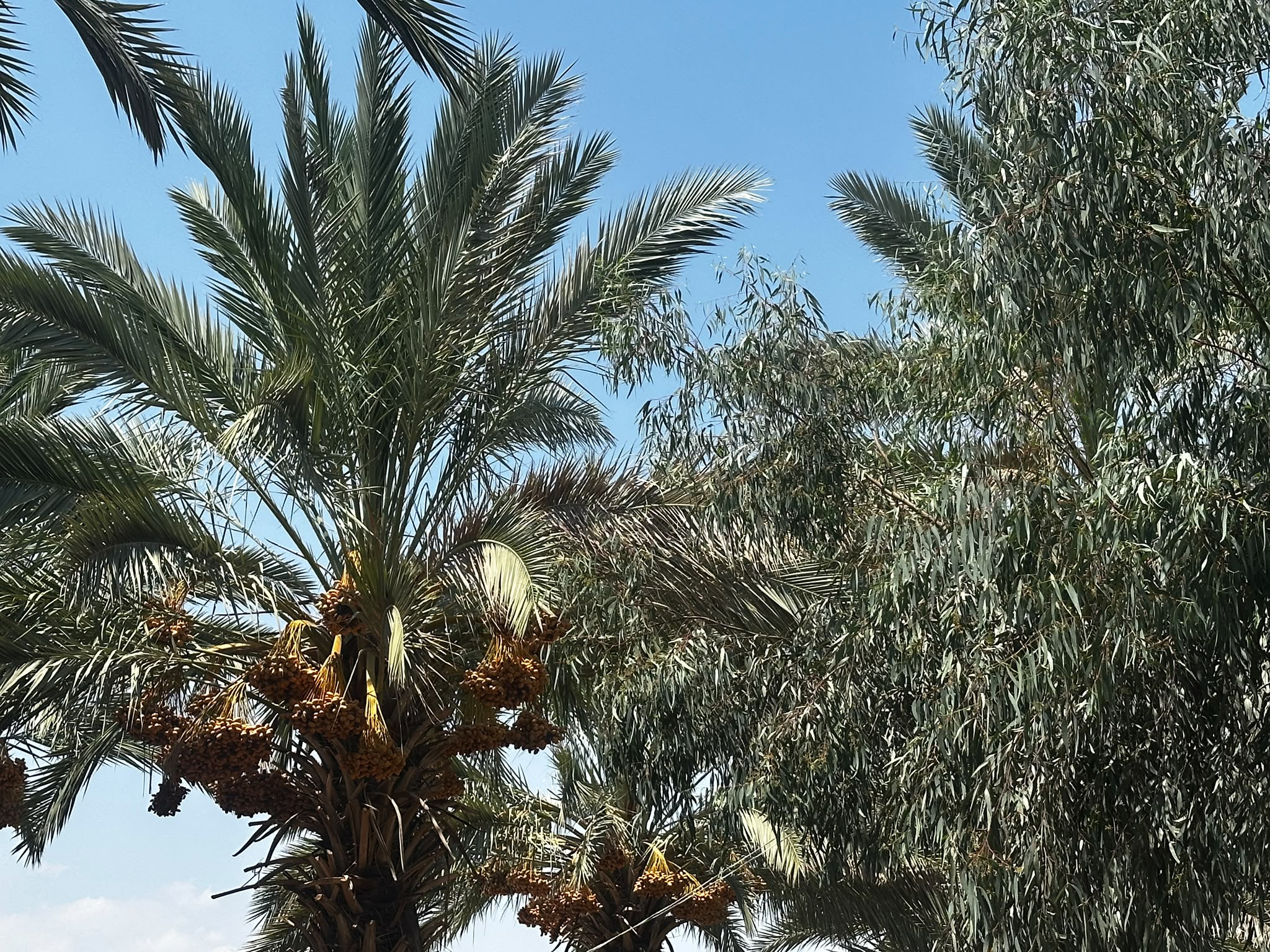Medjool date cluster