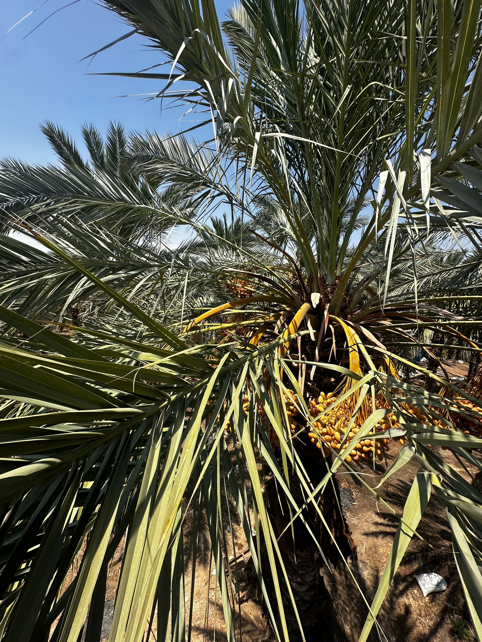 Date clusters growing