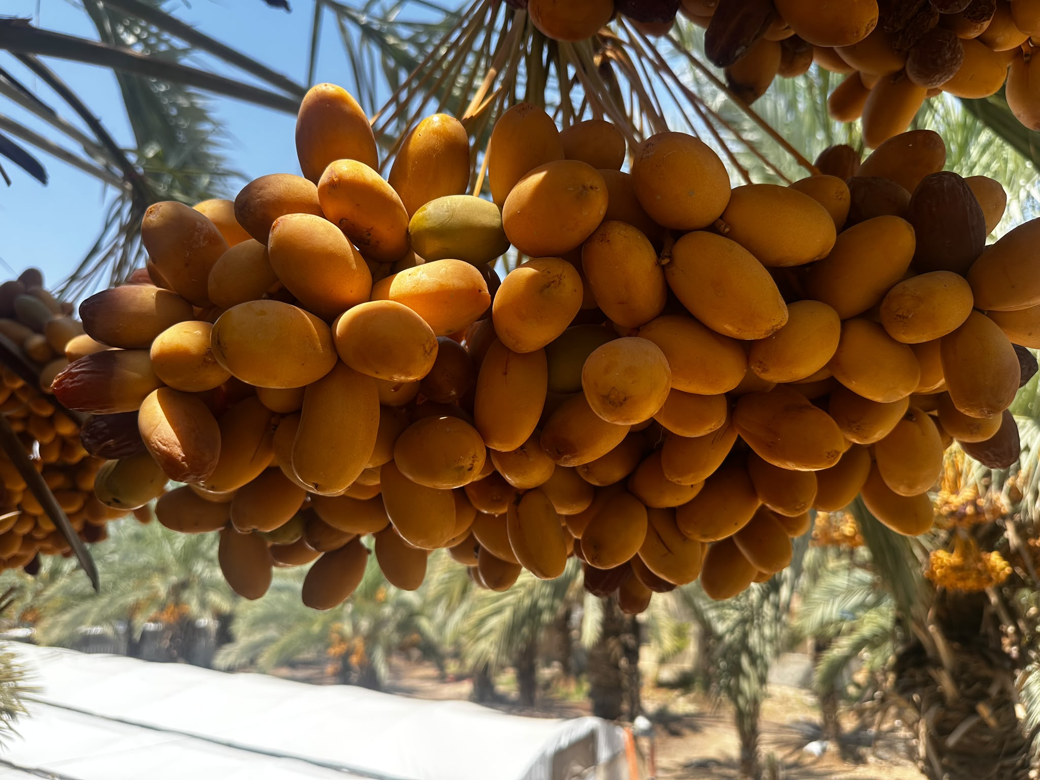 Packed dates