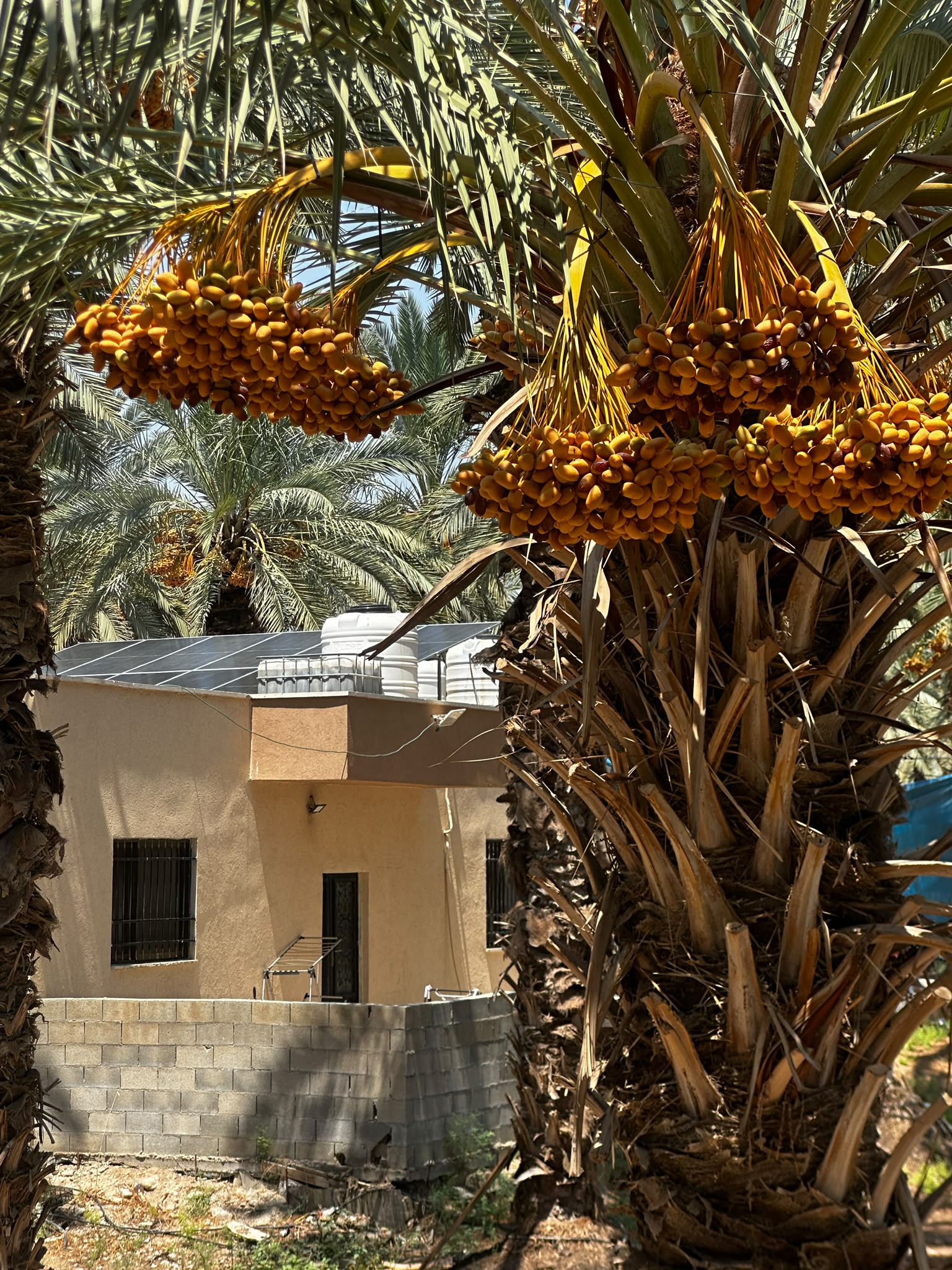 Palm trees at Al Jaberi Farm