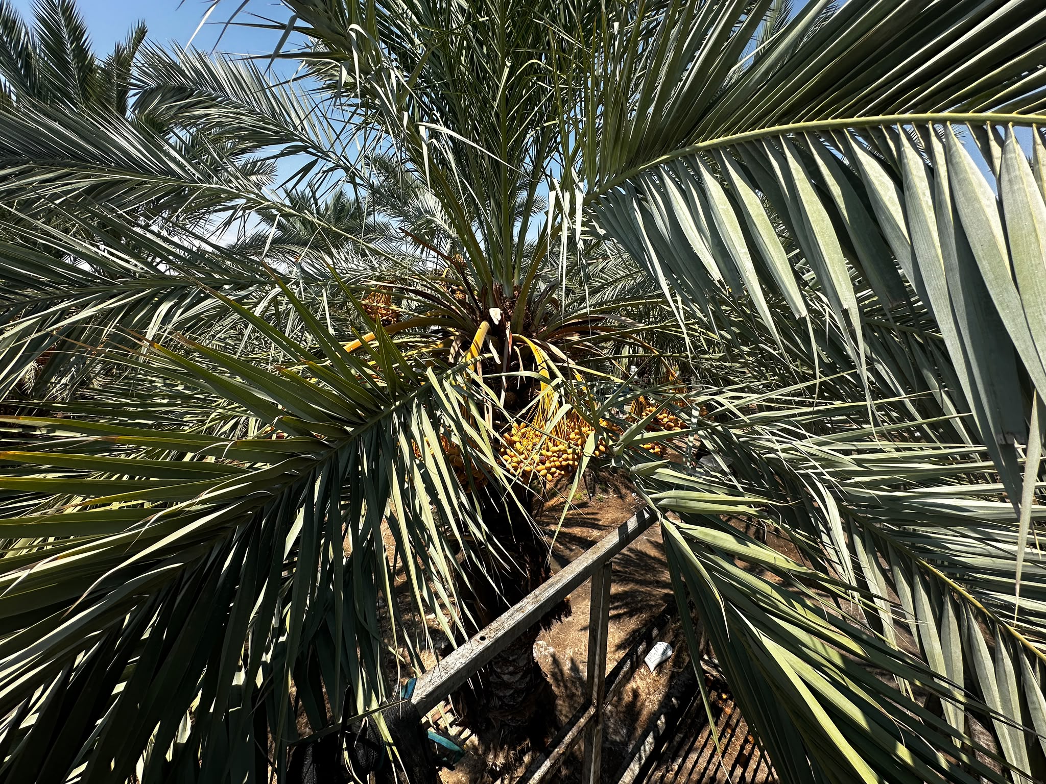 Medjool date fruit detail