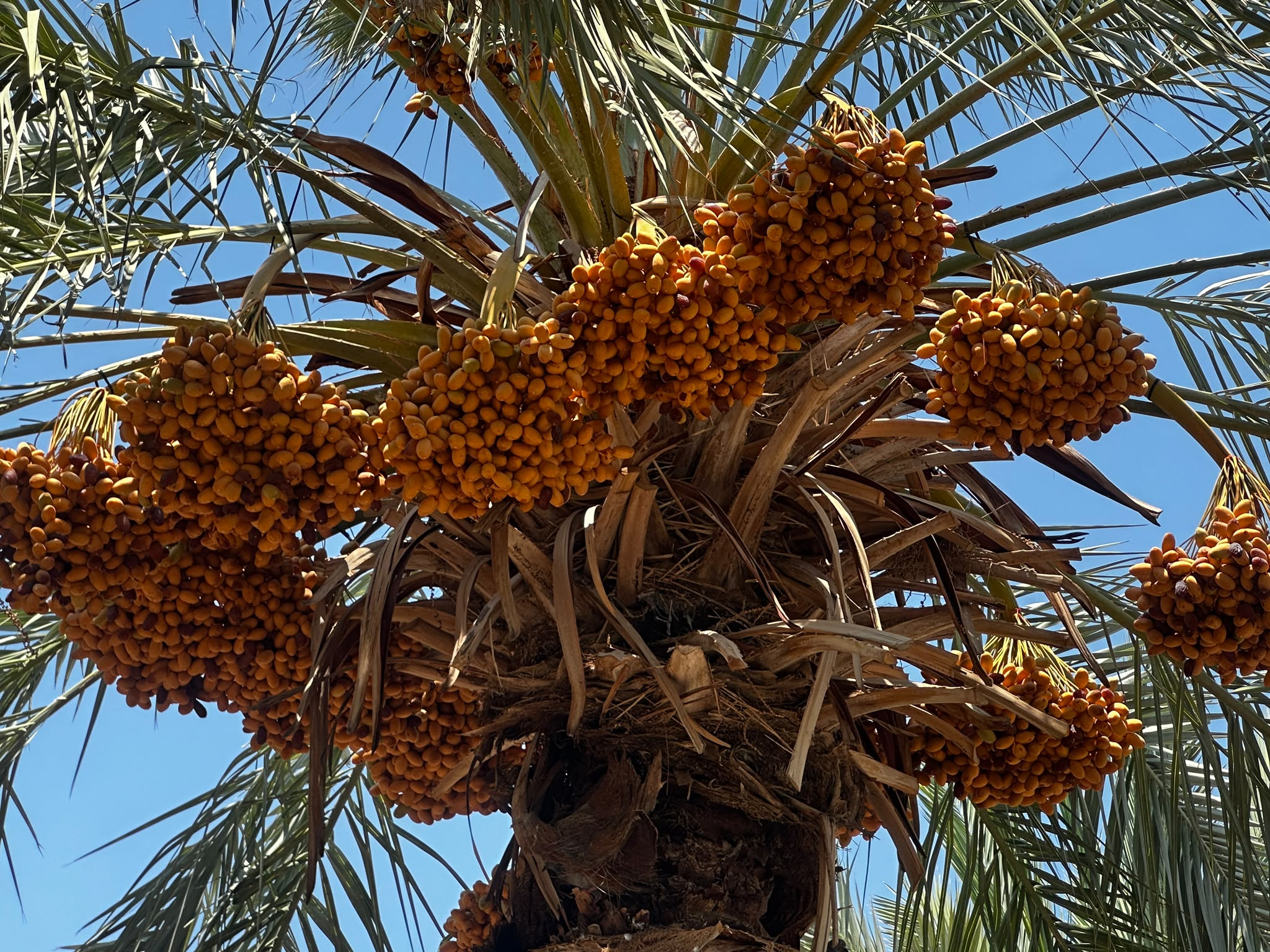 Sorting dates