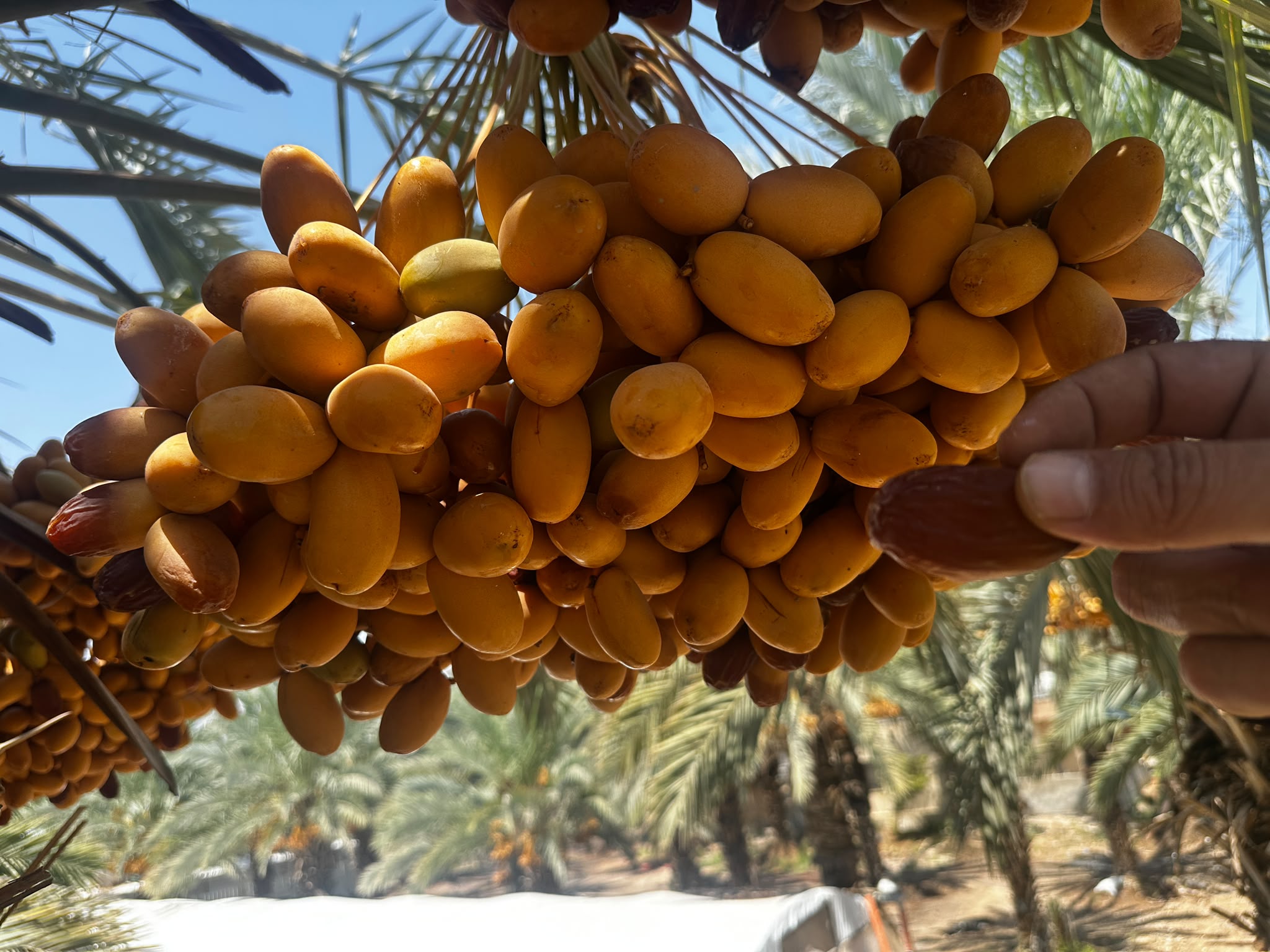 Harvesting dates by hand