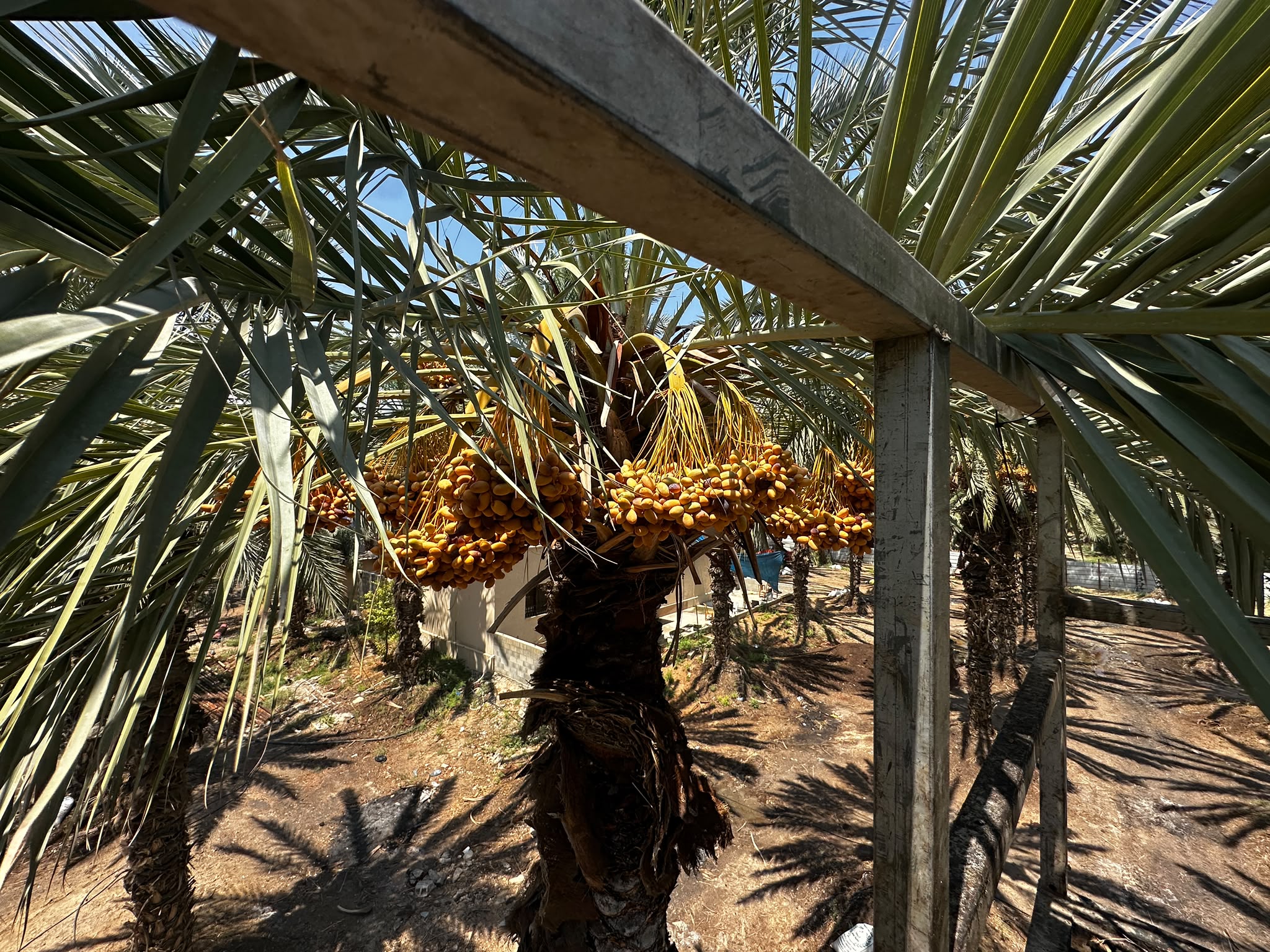 Harvesting dates by hand