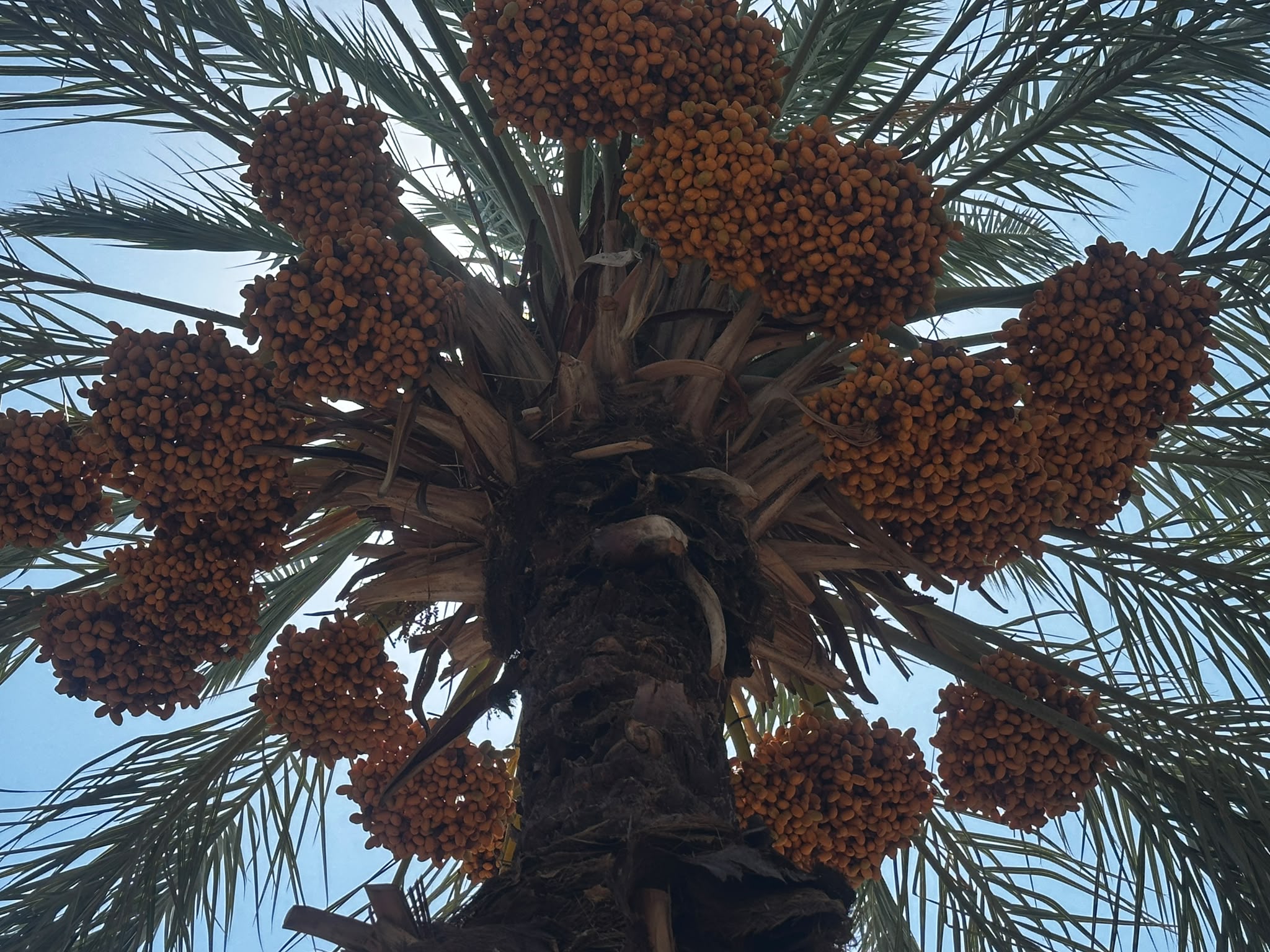 Date palms in Jordan Valley