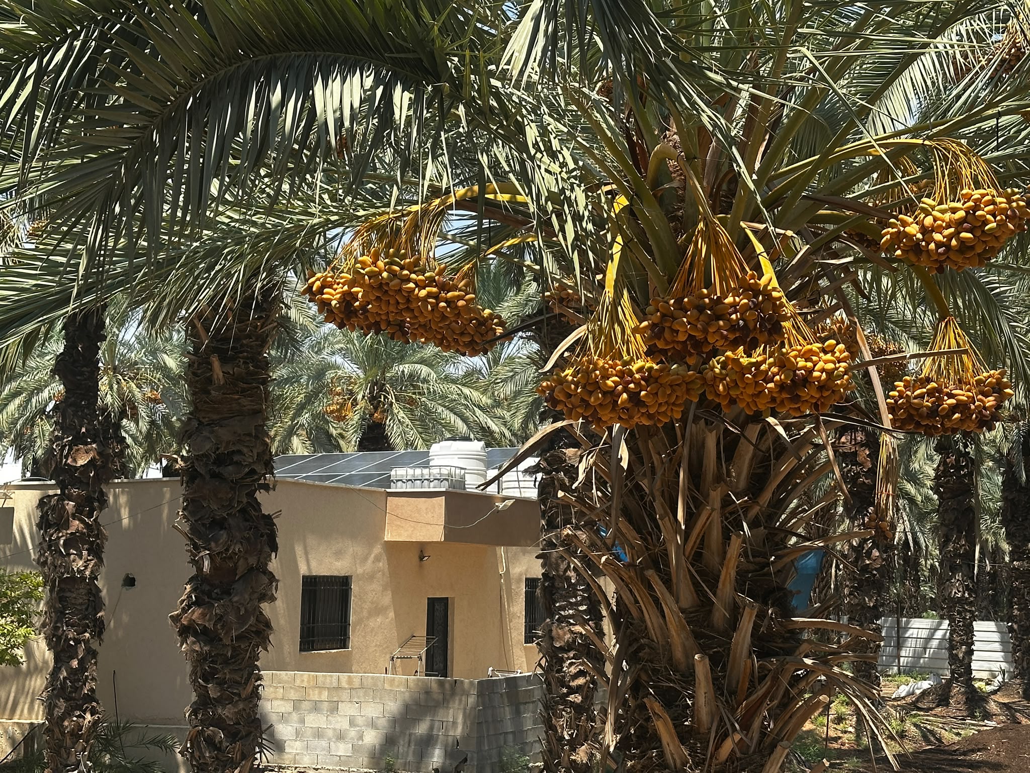 Palm trunk and fronds