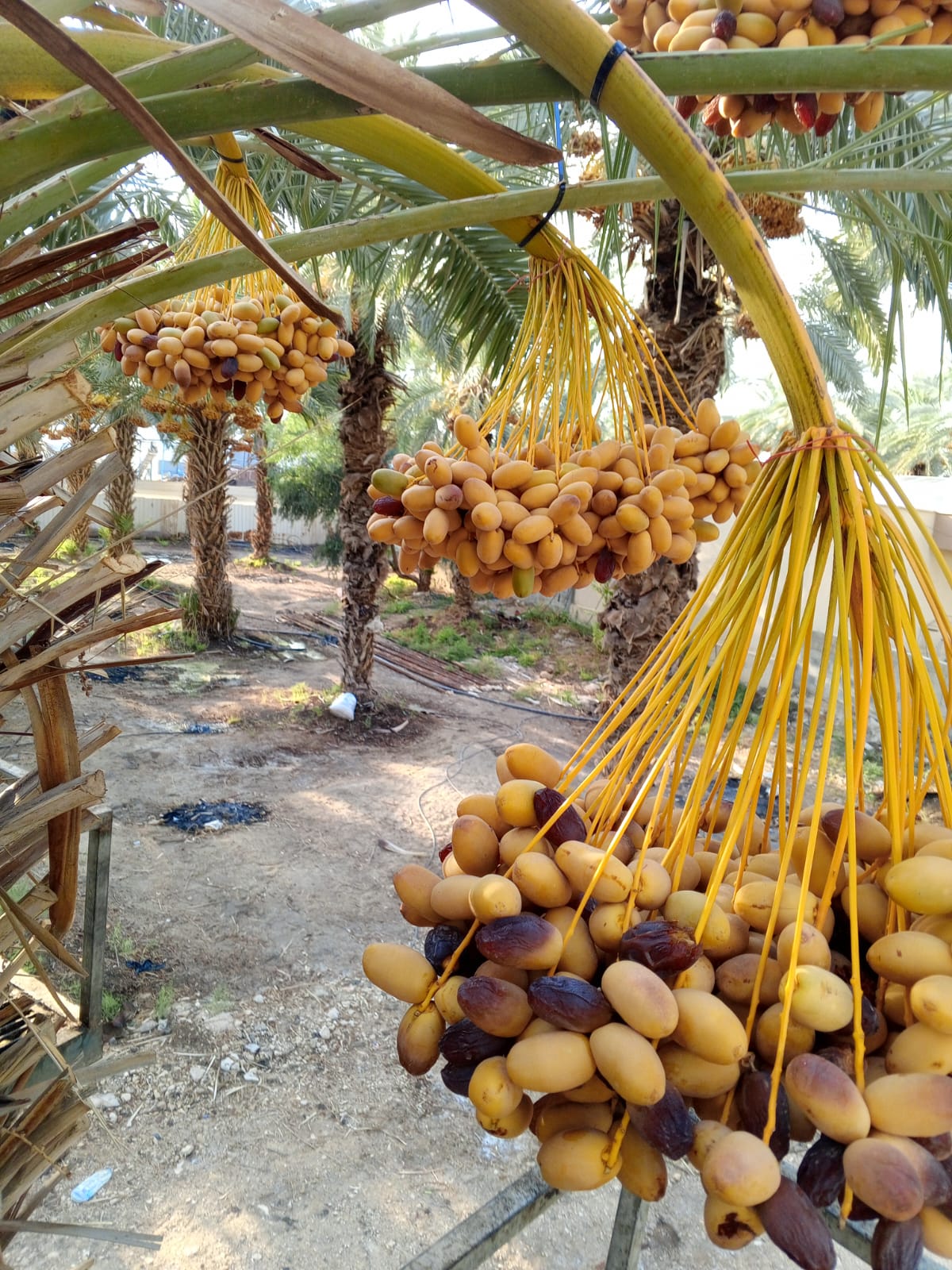 Palm trees in Jordan Valley