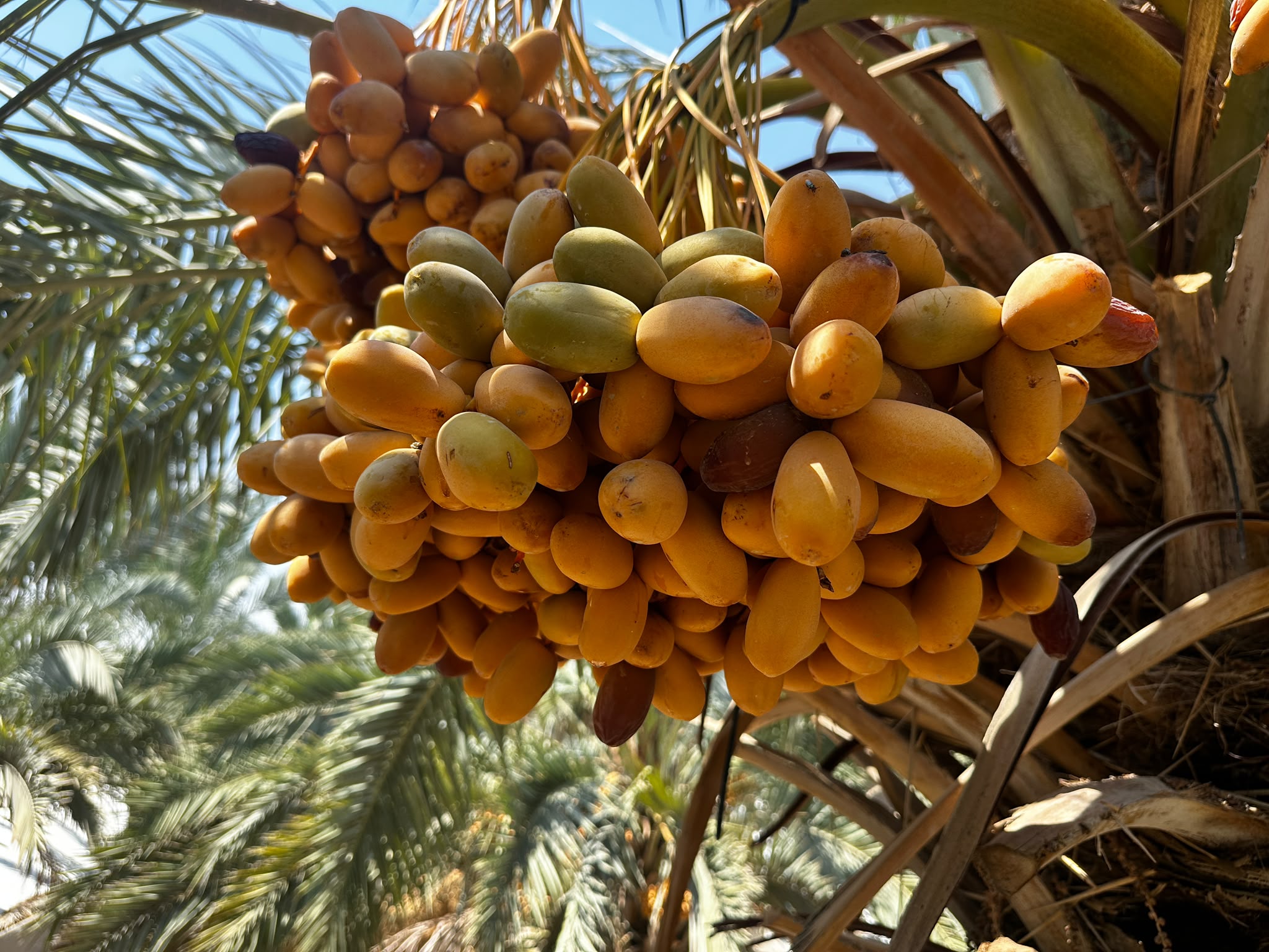 Premium Medjool dates