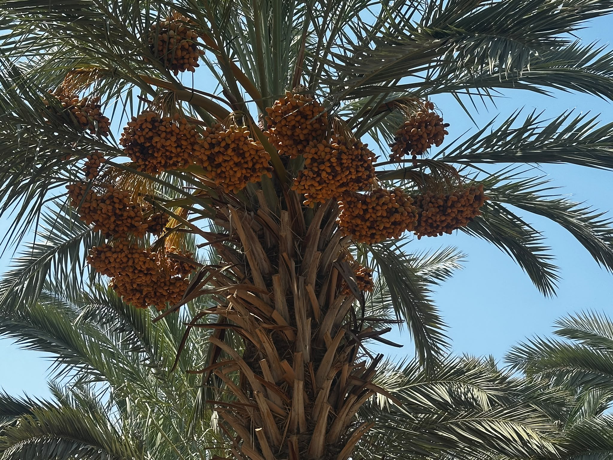 Medjool date cluster on palm