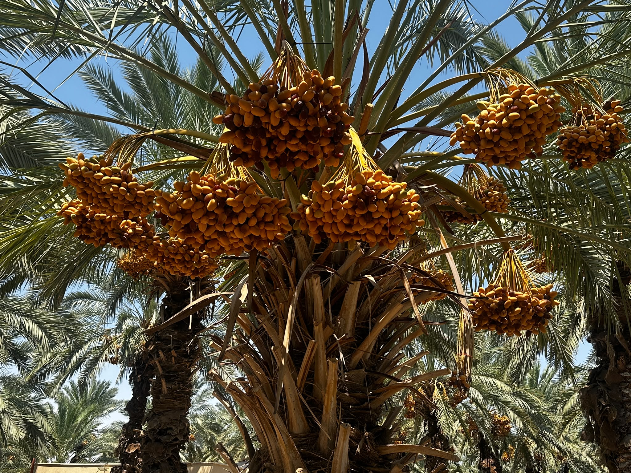 Select Medjool dates