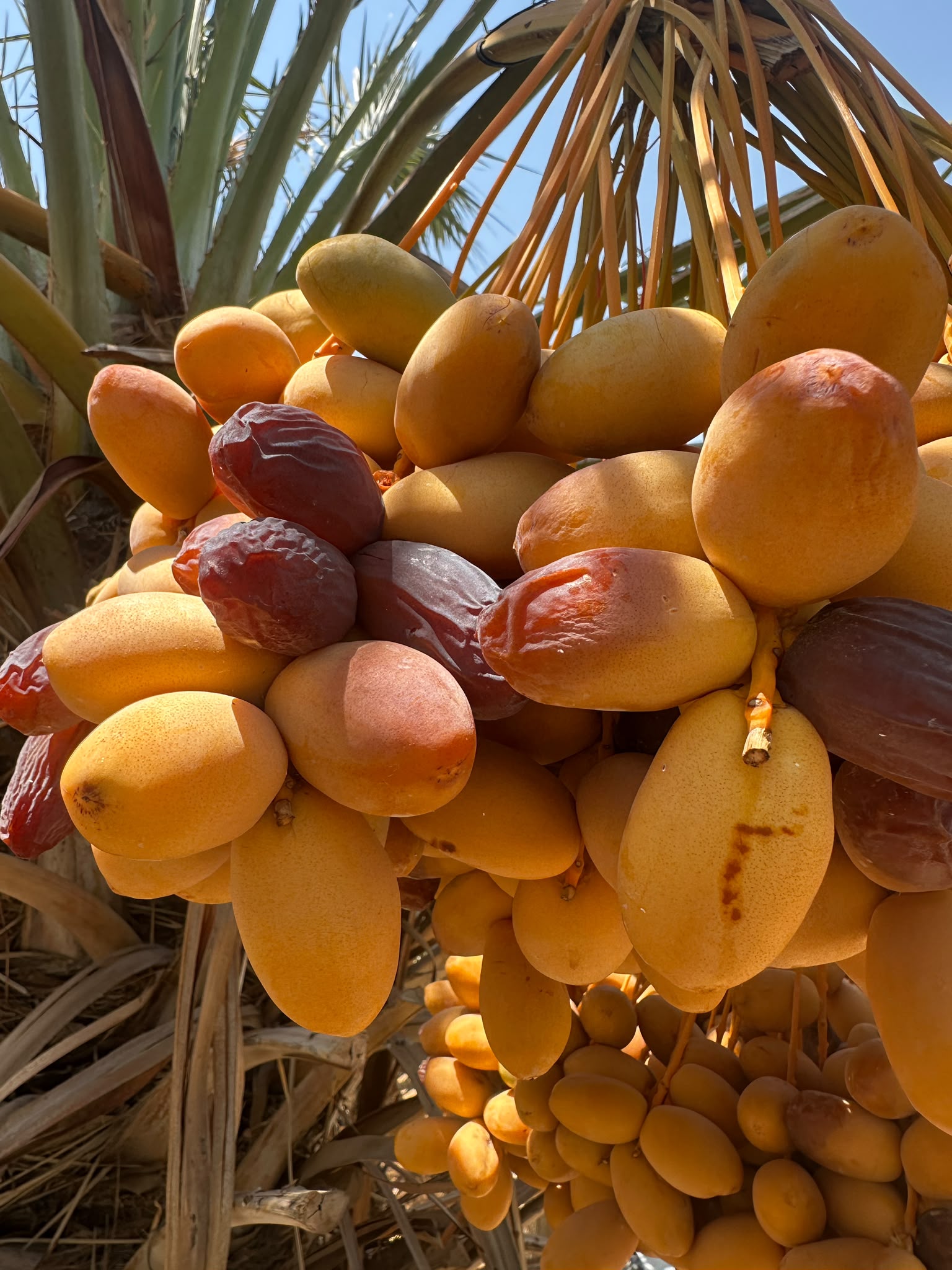 Packed Medjool dates